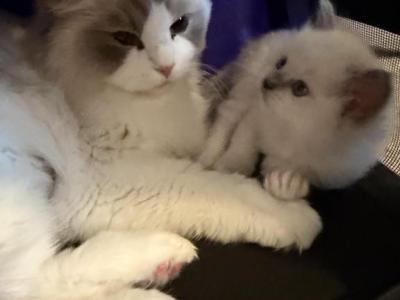 Luna - Ragdoll - Gallery Photo #1