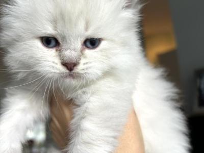 LEO - Siberian - Gallery Photo #1