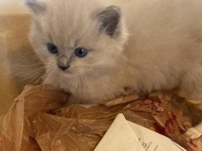 Kira - Ragdoll - Gallery Photo #1