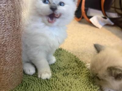 Washington - Ragdoll - Gallery Photo #1