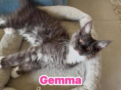 Gemma - Maine Coon - Gallery Photo #1