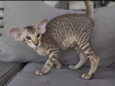 Rinethor Marbleficent Orientalcateu - Peterbald - Gallery Photo #1