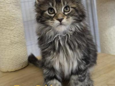 Demeter's Kittens - Maine Coon - Gallery Photo #1