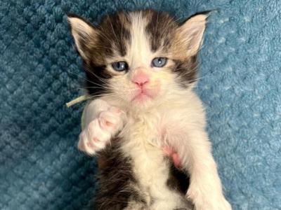 Isaac - Maine Coon - Gallery Photo #1