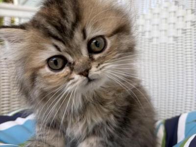 RubyRed - Persian - Gallery Photo #1