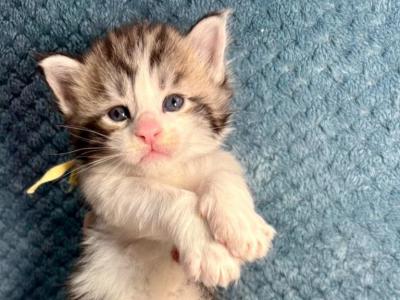 Isaiah - Maine Coon - Gallery Photo #1