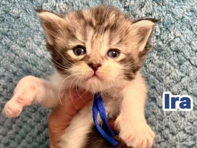 Ira - Maine Coon - Gallery Photo #1