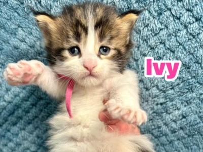 Ivy - Maine Coon - Gallery Photo #1
