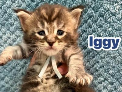 Iggy - Maine Coon - Gallery Photo #1