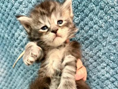 Isabella - Maine Coon - Gallery Photo #1