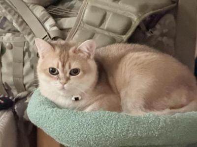 Eric - Scottish Fold - Gallery Photo #1
