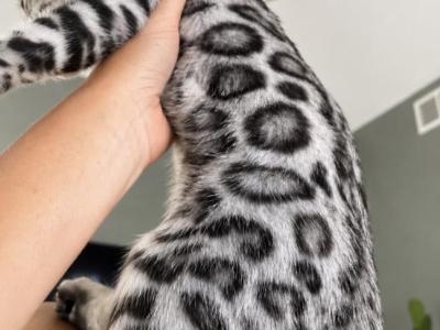 BeautifulBoy - Bengal - Gallery Photo #1