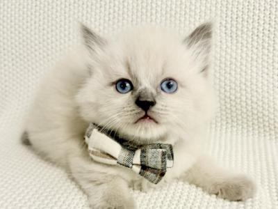 River - Ragdoll - Gallery Photo #1