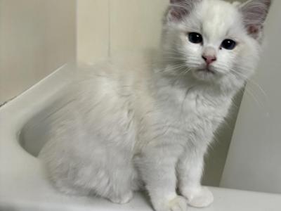 Female Blue Bicolor - Ragdoll - Gallery Photo #1