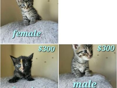 Domestic Long Hair Kittens - American Longhair - Gallery Photo #1