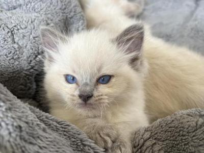Blue Point Female - Ragdoll - Gallery Photo #1