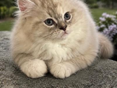 Mira - Ragamuffin - Gallery Photo #1