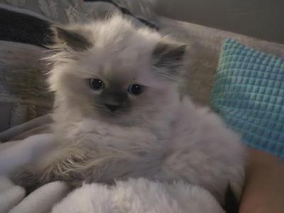 FLOWERS LITTER - Ragdoll - Gallery Photo #1