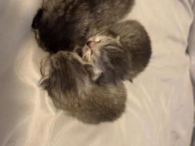Skyla - Scottish Fold - Gallery Photo #1
