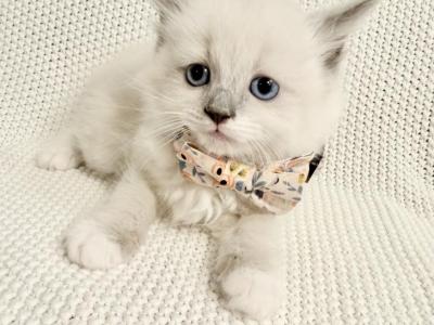 Olivia - Ragdoll - Gallery Photo #1