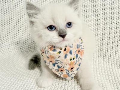 Peaches - Ragdoll - Gallery Photo #1