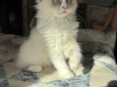 Summer Ragdoll Kittens Litter Ad - Ragdoll - Gallery Photo #1