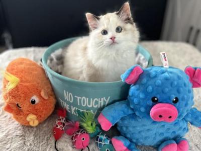 Lucy - Ragdoll - Gallery Photo #1