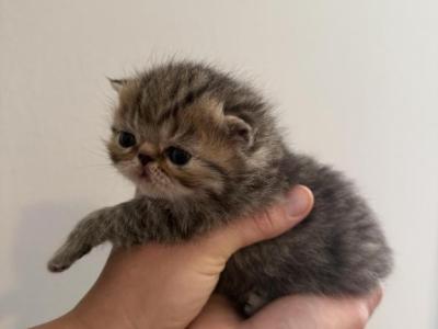 Tiger - Exotic - Gallery Photo #1