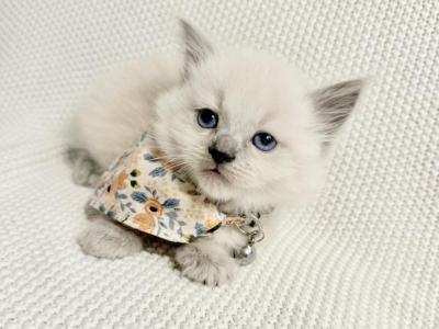 Isabella - Ragdoll - Gallery Photo #1