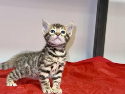 Mystify - Bengal - Gallery Photo #1