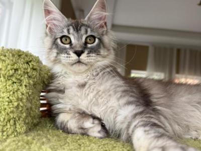 Cappucino - Maine Coon - Gallery Photo #1