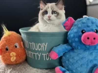 Lillie - Ragdoll - Gallery Photo #1