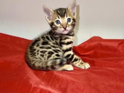Mystique - Bengal - Gallery Photo #1