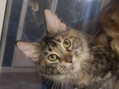 A25 - Maine Coon - Gallery Photo #1