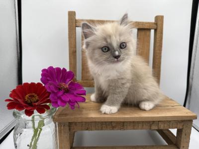 Crue - Ragdoll - Gallery Photo #1