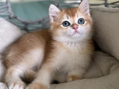 Loki - British Shorthair - Gallery Photo #1