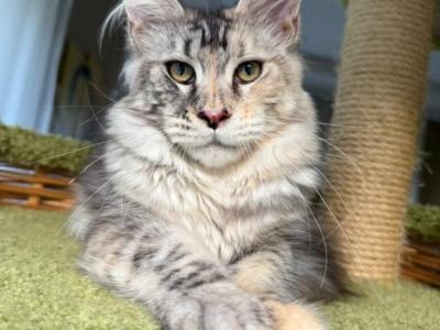 Silver Tortie Maine Coon Kitten - Maine Coon - Gallery Photo #1