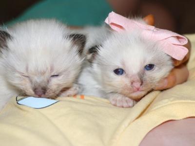 Oliver - Ragdoll - Gallery Photo #1