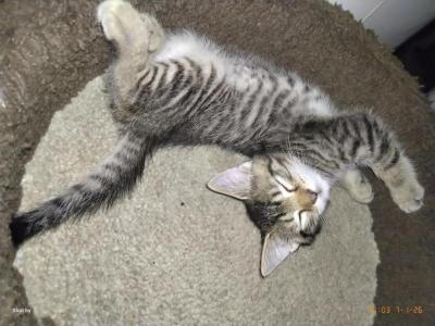 Tabby One - Domestic - Gallery Photo #1