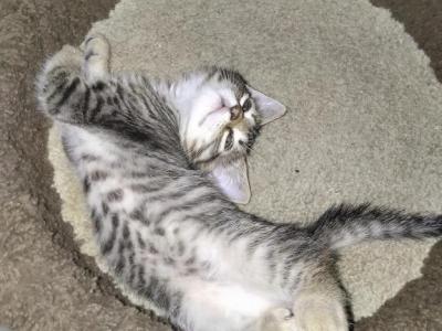 Tabby One - Domestic - Gallery Photo #1