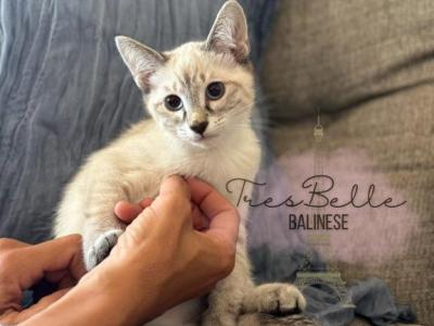 Saffron RESERVED - Siamese - Gallery Photo #1