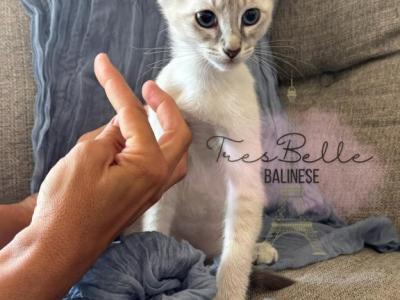 Basil - Siamese - Gallery Photo #1