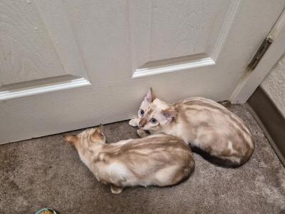 Cream Puff - Bengal - Gallery Photo #1