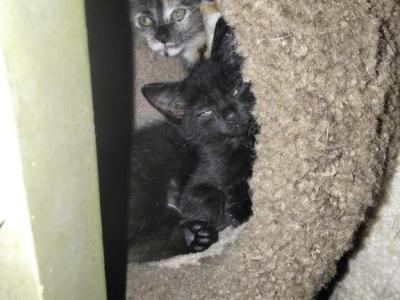Black Male One - Domestic - Gallery Photo #1