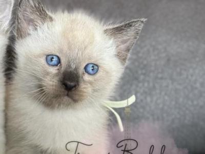 Kiwi - Siamese - Gallery Photo #1