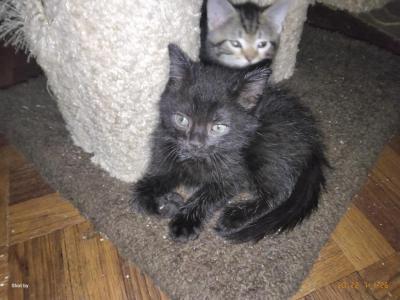 Black Male Two - Domestic - Gallery Photo #1