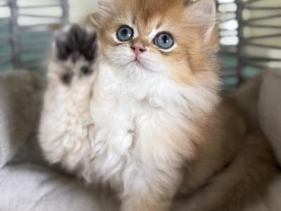 Levi - British Shorthair - Gallery Photo #1
