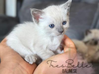 Berry - Siamese - Gallery Photo #1