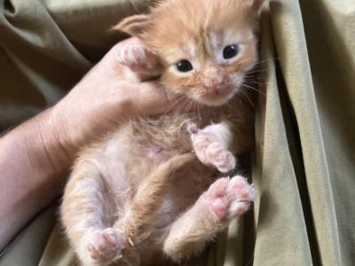 Pistachio - Maine Coon - Gallery Photo #1