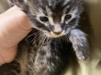 Walnut - Maine Coon - Gallery Photo #1
